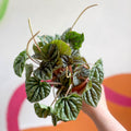 Radiator Plant - Peperomia caperata ‘Silver’ - Sprouts of Bristol