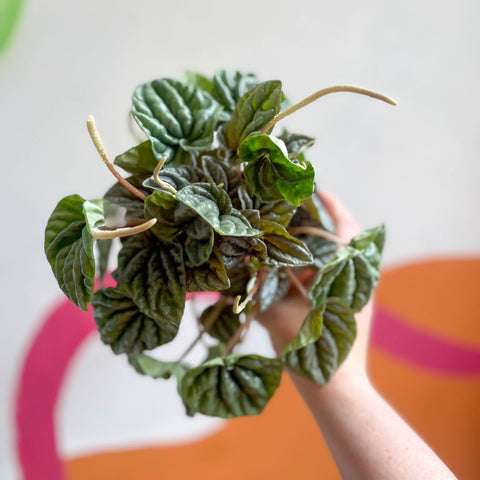Radiator Plant - Peperomia caperata ‘Silver’ - Sprouts of Bristol