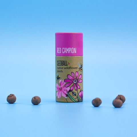 Red Campion Wildflower Seedball Tubes - Sprouts of Bristol