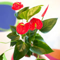 Red Flamingo Flower - Anthurium andraeanum 'Red Champion' - Sprouts of Bristol