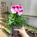Regal Pelargonium ‘Bella Donna’ – Blush & Hot Pink - Sprouts of Bristol