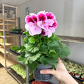 Regal Pelargonium ‘Bella Donna’ – Blush & Hot Pink - Sprouts of Bristol