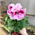 Regal Pelargonium ‘Bella Donna’ – Blush & Hot Pink - Sprouts of Bristol