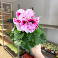 Regal Pelargonium ‘Bella Donna’ – Blush & Hot Pink - Sprouts of Bristol