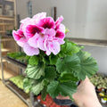 Regal Pelargonium ‘Bella Donna’ – Blush & Hot Pink - Sprouts of Bristol