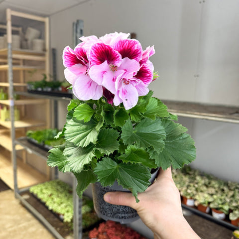 Regal Pelargonium ‘Bella Donna’ – Blush & Hot Pink - Sprouts of Bristol