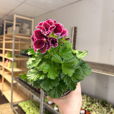 Regal Pelargonium ‘Bella Donna’ – Plum & Raspberry - Sprouts of Bristol