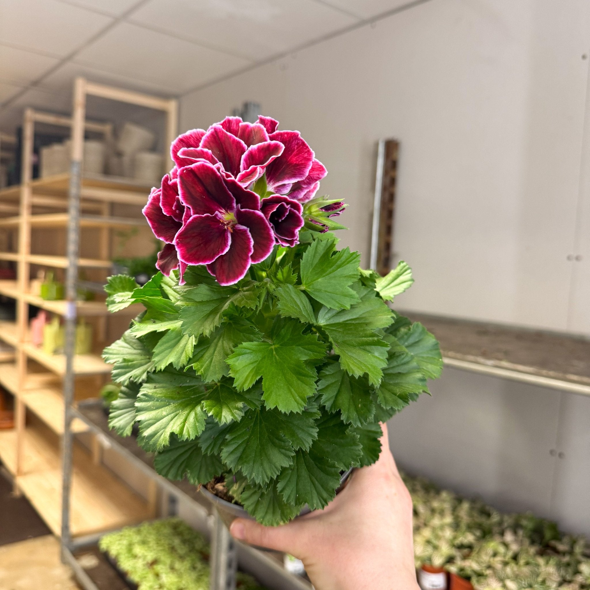 Regal Pelargonium ‘Bella Donna, Don Bliss’ – Plum & Raspberry – Sprouts ...
