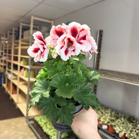 Regal Pelargonium ‘Bella Donna’ – White & Coral Flame - Sprouts of Bristol