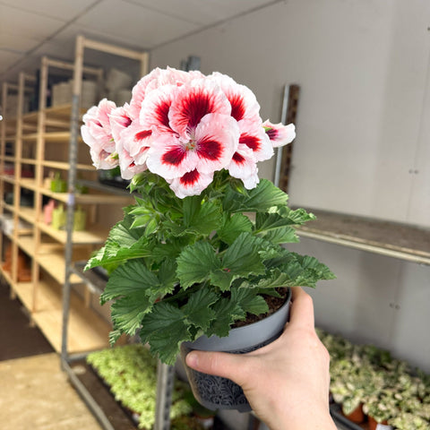Regal Pelargonium ‘Bella Donna’ – White & Coral Flame - Sprouts of Bristol