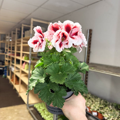 Regal Pelargonium ‘Bella Donna’ – White & Coral Flame - Sprouts of Bristol