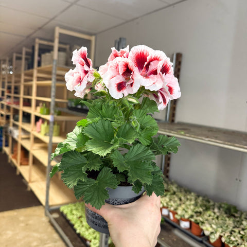 Regal Pelargonium ‘Bella Donna’ – White & Coral Flame - Sprouts of Bristol