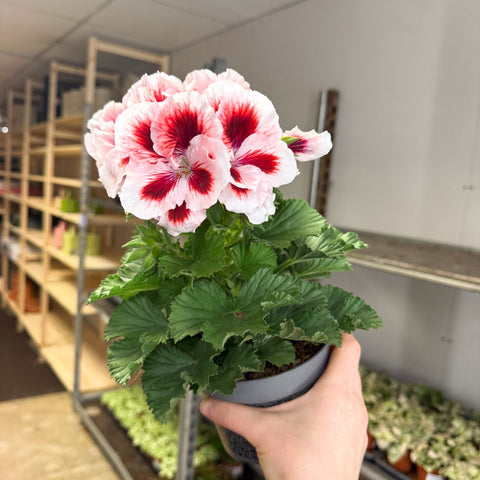 Regal Pelargonium ‘Bella Donna’ – White & Coral Flame - Sprouts of Bristol