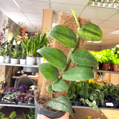 Rhaphidophora hongkongensis ‘Variegata’ - Shingle Plant - Sprouts of Bristol