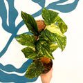 Rhaphidophora korthalsii ‘Variegata’ – Variegated Shingle Plant - Sprouts of Bristol