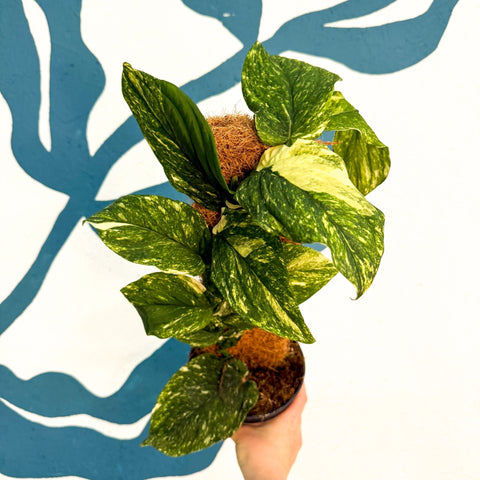 Rhaphidophora korthalsii ‘Variegata’ – Variegated Shingle Plant - Sprouts of Bristol
