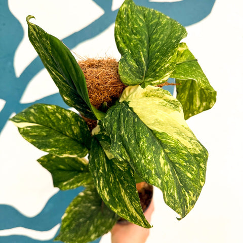 Rhaphidophora korthalsii ‘Variegata’ – Variegated Shingle Plant - Sprouts of Bristol