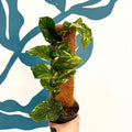 Rhaphidophora korthalsii ‘Variegata’ – Variegated Shingle Plant - Sprouts of Bristol