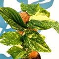 Rhaphidophora korthalsii ‘Variegata’ – Variegated Shingle Plant - Sprouts of Bristol