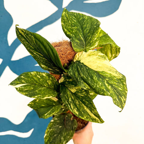 Rhaphidophora korthalsii ‘Variegata’ – Variegated Shingle Plant - Sprouts of Bristol