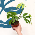 Rhaphidophora tetrasperma 'Goldrush' - Monstera Minima - Sprouts of Bristol
