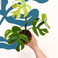 Rhaphidophora tetrasperma 'Goldrush' - Monstera Minima - Sprouts of Bristol