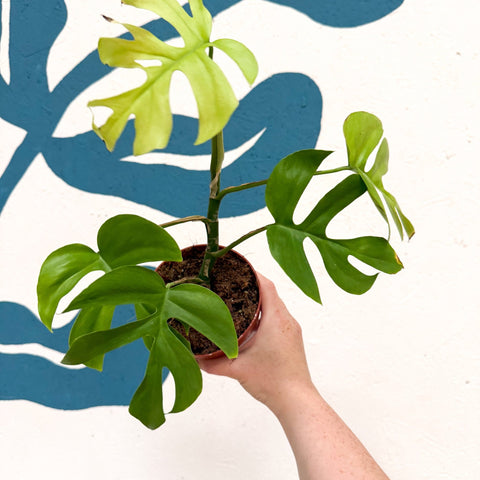 Rhaphidophora tetrasperma 'Goldrush' - Monstera Minima - Sprouts of Bristol