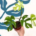 Rhaphidophora tetrasperma 'Goldrush' - Monstera Minima - Sprouts of Bristol