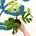 Rhaphidophora tetrasperma 'Goldrush' - Monstera Minima - Sprouts of Bristol