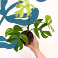 Rhaphidophora tetrasperma 'Goldrush' - Monstera Minima - Sprouts of Bristol