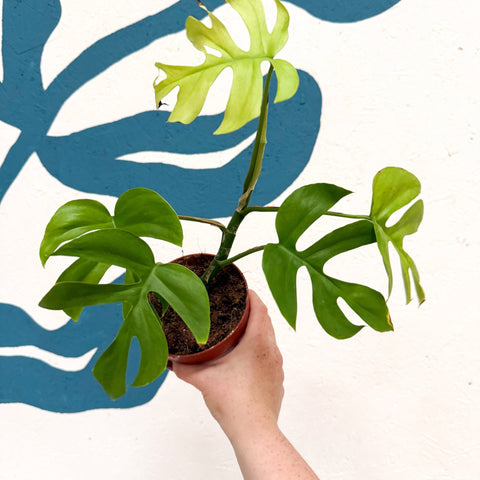 Rhaphidophora tetrasperma 'Goldrush' - Monstera Minima - Sprouts of Bristol