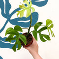 Rhaphidophora tetrasperma 'Goldrush' - Monstera Minima - Sprouts of Bristol