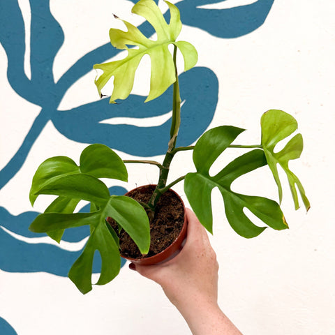 Rhaphidophora tetrasperma 'Goldrush' - Monstera Minima - Sprouts of Bristol