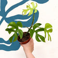 Rhaphidophora tetrasperma 'Goldrush' - Monstera Minima - Sprouts of Bristol