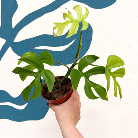 Rhaphidophora tetrasperma 'Goldrush' - Monstera Minima - Sprouts of Bristol