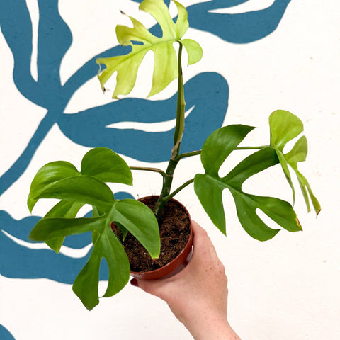 Rhaphidophora tetrasperma 'Goldrush' - Monstera Minima - Sprouts of Bristol