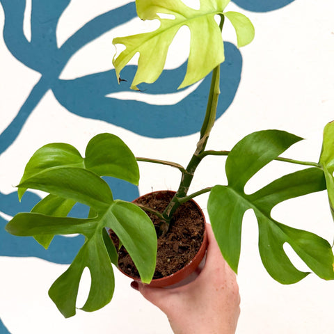 Rhaphidophora tetrasperma 'Goldrush' - Monstera Minima - Sprouts of Bristol