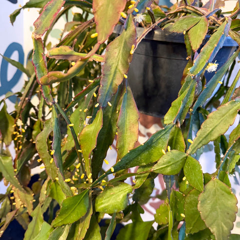 Rhipsalis elliptica - Forest Cactus - Sprouts of Bristol