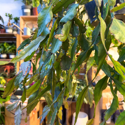 Rhipsalis elliptica - Forest Cactus - Sprouts of Bristol