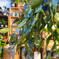 Rhipsalis elliptica - Forest Cactus - Sprouts of Bristol