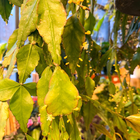 Rhipsalis elliptica - Forest Cactus - Sprouts of Bristol