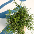 Rhipsalis teres f. prismatica – Prism Mistletoe Cactus - Sprouts of Bristol