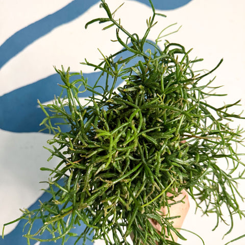 Rhipsalis teres f. prismatica – Prism Mistletoe Cactus - Sprouts of Bristol