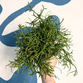 Rhipsalis teres f. prismatica – Prism Mistletoe Cactus - Sprouts of Bristol