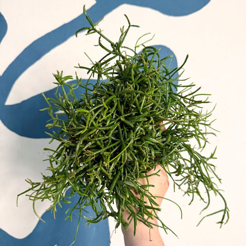 Rhipsalis teres f. prismatica – Prism Mistletoe Cactus - Sprouts of Bristol