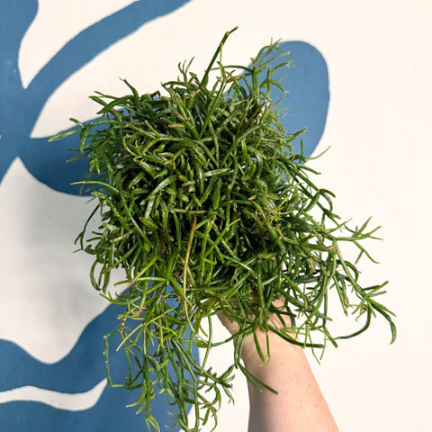 Rhipsalis teres f. prismatica – Prism Mistletoe Cactus - Sprouts of Bristol