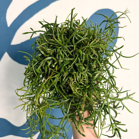 Rhipsalis teres f. prismatica – Prism Mistletoe Cactus - Sprouts of Bristol