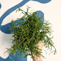 Rhipsalis teres f. prismatica – Prism Mistletoe Cactus - Sprouts of Bristol