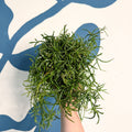 Rhipsalis teres f. prismatica – Prism Mistletoe Cactus - Sprouts of Bristol