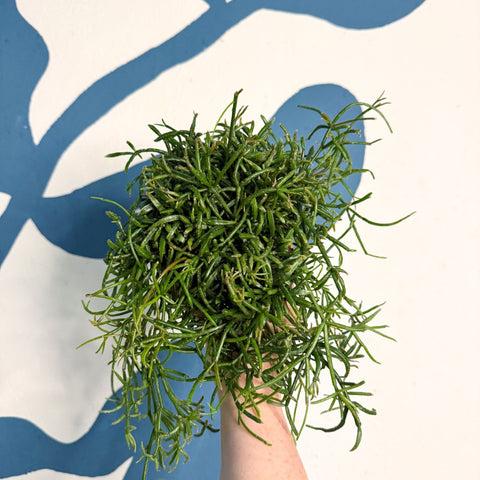 Rhipsalis teres f. prismatica – Prism Mistletoe Cactus - Sprouts of Bristol